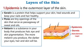 Layers of the Skin
1.Epidermis is the outermost layer of the skin.
 Pores are tiny openings of the
skin that serve as passageway of
sweat and oils.
 Melanin is a substance in your
body that produces hair, eye and
skin pigmentation. The more
melanin you produce, the darker
your eyes, hair and skin will be.
 Keratin is a protein that helps support your skin, heal wounds and
keep your nails and hair healthy.
 