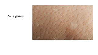 Skin pores
 