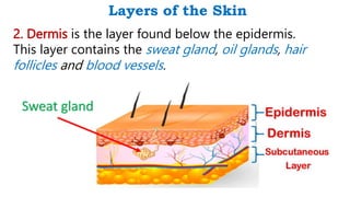 Layers of the Skin
2. Dermis is the layer found below the epidermis.
This layer contains the sweat gland, oil glands, hair
follicles and blood vessels.
Sweat gland
 
