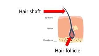 Hair shaft
Hair follicle
 