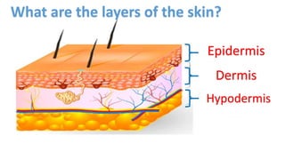 Epidermis
Dermis
Hypodermis
What are the layers of the skin?
 