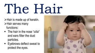 The Hair
Hair is made up of keratin.
Hair serves many
functions:
 The hair in the nose “cilia”
and ears filter the dust
particles.
 Eyebrows deflect sweat to
protect the eyes.
 