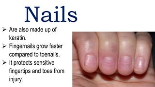 Nails
 Are also made up of
keratin.
 Fingernails grow faster
compared to toenails.
 It protects sensitive
fingertips and toes from
injury.
 