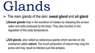Glands
 The main glands of the skin: sweat gland and oil gland
Sweat glands help in the excretion of wastes by releasing the excess
water and salts produced by the body. They also function in the
regulation of the body temperature.
Oil glands, also called as sebaceous glands which secrete an oily
substance called sebum. Too much production of sebum may clog the
pores and may result to infection just like pimples.
 