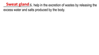 _________________6. help in the excretion of wastes by releasing the
excess water and salts produced by the body.
Sweat gland
 