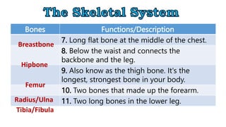 Bones Functions/Description
7. Long flat bone at the middle of the chest.
8. Below the waist and connects the
backbone and the leg.
9. Also know as the thigh bone. It's the
longest, strongest bone in your body.
10. Two bones that made up the forearm.
11. Two long bones in the lower leg.
Breastbone
Hipbone
Femur
Radius/Ulna
Tibia/Fibula
 