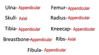 Kneecap-
Ribs-
Breastbone-
Femur-
Tibia-
Fibula-
Ulna-
Radius-
Skull-
Appendicular
Axial
Appendicular
Appendicular
Appendicular
Appendicular
Appendicular
Appendicular
Axial
 