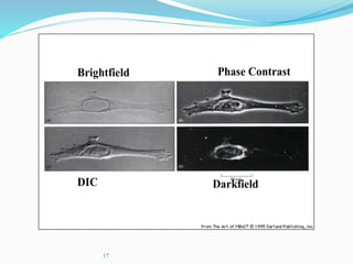 17
Brightfield Phase Contrast
DIC Darkfield
 