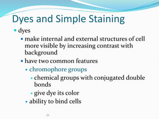 23
Dyes and Simple Staining
 dyes
 make internal and external structures of cell
more visible by increasing contrast with
background
 have two common features
 chromophore groups
 chemical groups with conjugated double
bonds
 give dye its color
 ability to bind cells
 