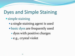 . 24
Dyes and Simple Staining
simple staining
a single staining agent is used
basic dyes are frequently used
 dyes with positive charges
 e.g., crystal violet
 