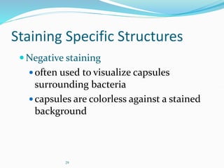 29
Staining Specific Structures
Negative staining
often used to visualize capsules
surrounding bacteria
capsules are colorless against a stained
background
 