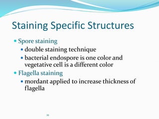 30
Staining Specific Structures
 Spore staining
 double staining technique
 bacterial endospore is one color and
vegetative cell is a different color
 Flagella staining
 mordant applied to increase thickness of
flagella
 