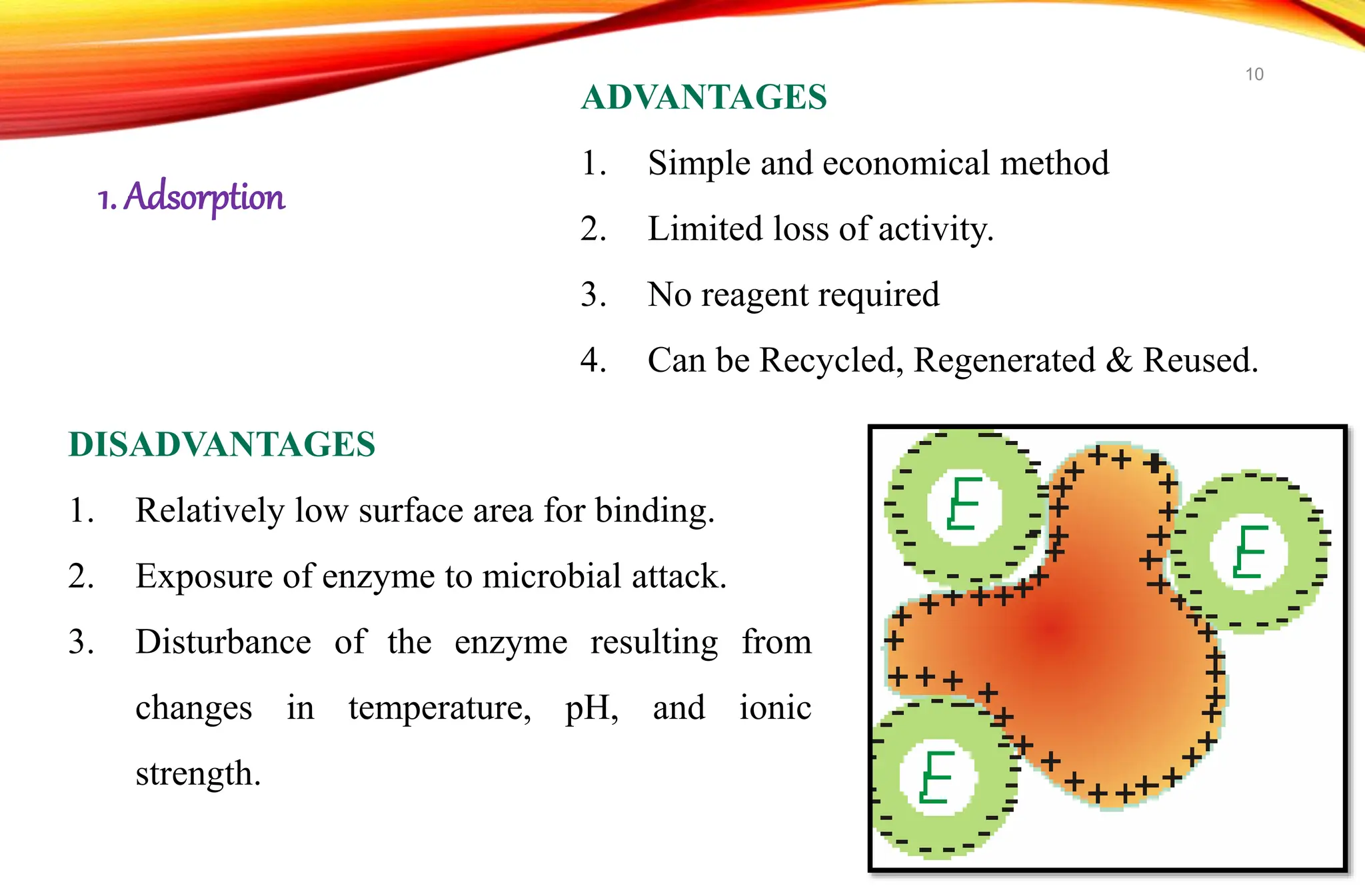 ADVANTAGES
1. Simple and economical method
2. Limited loss of activity.
3. No reagent required
4. Can be Recycled, Regenerated & Reused.
DISADVANTAGES
1. Relatively low surface area for binding.
2. Exposure of enzyme to microbial attack.
3. Disturbance of the enzyme resulting from
changes in temperature, pH, and ionic
strength.
1. Adsorption
10
 