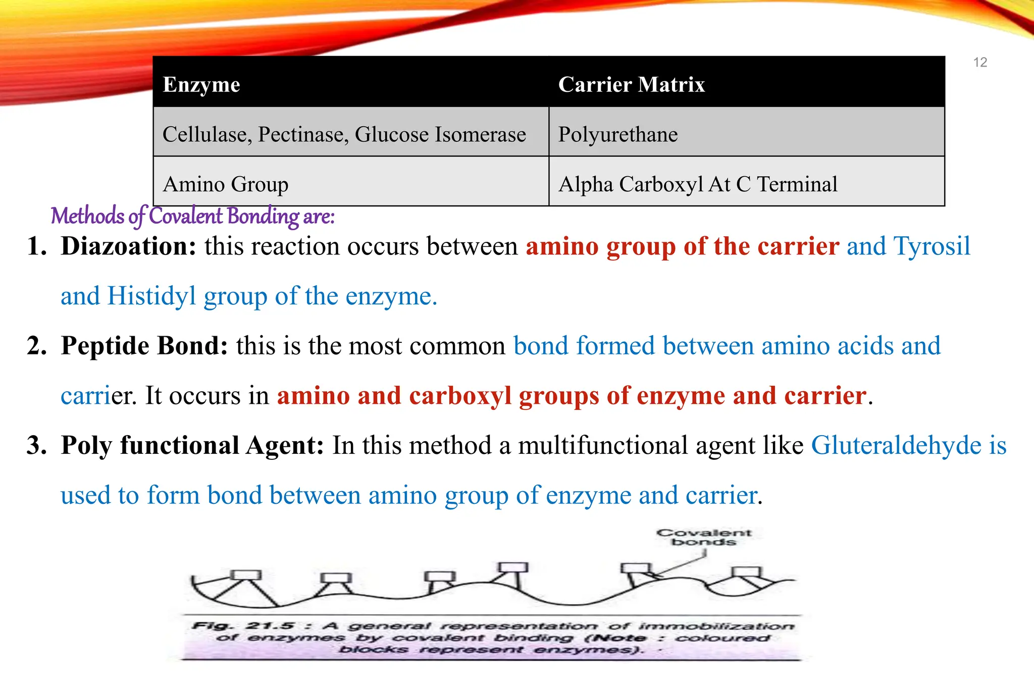 Enzyme Carrier Matrix
Cellulase, Pectinase, Glucose Isomerase Polyurethane
Amino Group Alpha Carboxyl At C Terminal
Methodsof Covalent Bondingare:
1. Diazoation: this reaction occurs between amino group of the carrier and Tyrosil
and Histidyl group of the enzyme.
2. Peptide Bond: this is the most common bond formed between amino acids and
carrier. It occurs in amino and carboxyl groups of enzyme and carrier.
3. Poly functional Agent: In this method a multifunctional agent like Gluteraldehyde is
used to form bond between amino group of enzyme and carrier.
12
 