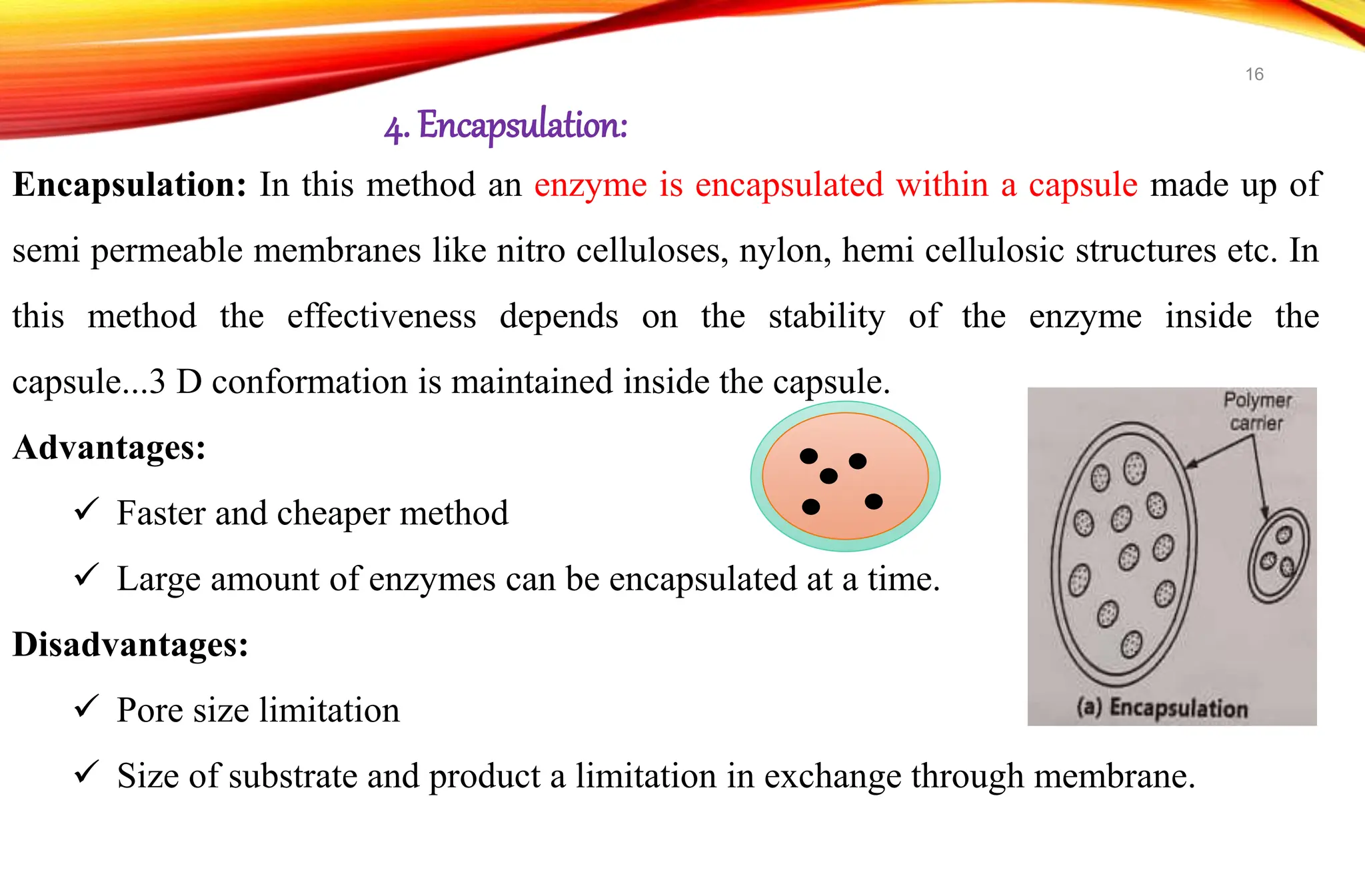 Encapsulation: In this method an enzyme is encapsulated within a capsule made up of
semi permeable membranes like nitro celluloses, nylon, hemi cellulosic structures etc. In
this method the effectiveness depends on the stability of the enzyme inside the
capsule...3 D conformation is maintained inside the capsule.
Advantages:
 Faster and cheaper method
 Large amount of enzymes can be encapsulated at a time.
Disadvantages:
 Pore size limitation
 Size of substrate and product a limitation in exchange through membrane.
4. Encapsulation:
16
 