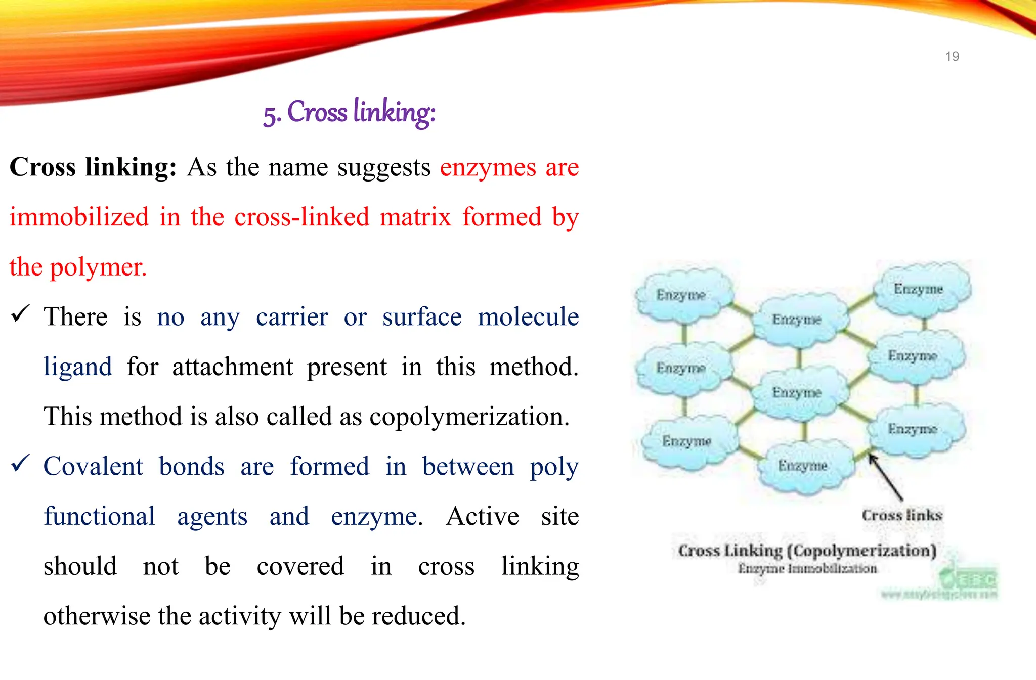 Cross linking: As the name suggests enzymes are
immobilized in the cross-linked matrix formed by
the polymer.
 There is no any carrier or surface molecule
ligand for attachment present in this method.
This method is also called as copolymerization.
 Covalent bonds are formed in between poly
functional agents and enzyme. Active site
should not be covered in cross linking
otherwise the activity will be reduced.
5. Cross linking:
19
 