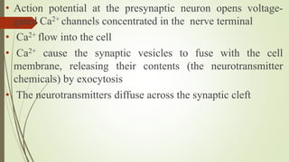 2. Physiology of the Nervous Sys Homeostasis.pptx