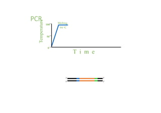 PCR Melting
94 oC
Temperature
100
0
50
T i m e
5’
3’
3’
5’
 