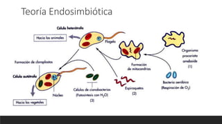 Teoría Endosimbiótica
 