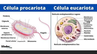 Procariota y Eucariota
 