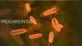 PROCARIONTAS
 
