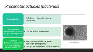 • Habitantes rumen de vacas y
rumiantes.
Metanogénicos
• Gas del efecto invernadero
Una vaca puede
eliminar unos 50 litros
de gas metano por día
• Menores cantidades de CO2 :
remoción de las plantas
• CO2 y CH4 adicionales serán liberados
Cuando se
destruyen áreas verdes
y se reemplazan por
ganado "double-hit"
Methanococcus jannischii
Procariotas actuales (Bacterias)
 