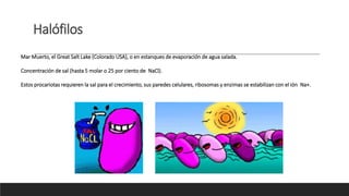 Mar Muerto, el Great Salt Lake (Colorado USA), o en estanques de evaporación de agua salada.
Concentración de sal (hasta 5 molar o 25 por ciento de NaCl).
Estos procariotas requieren la sal para el crecimiento, sus paredes celulares, ribosomas y enzimas se estabilizan con el ión Na+.
Halófilos
 
