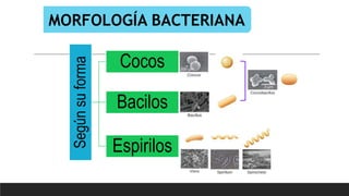 MORFOLOGÍA BACTERIANA
Según
su
forma
Cocos
Bacilos
Espirilos
 