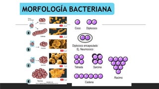 MORFOLOGÍA BACTERIANA
Cadenas
Racimos
Coco Diplococo
Diplococo encapsulado
Ej. Neumococo
Tétrada Sarcina
Racimo
Cadena
a
b
c
d
 