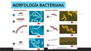 MORFOLOGÍA BACTERIANA
a
b
c
d
a
b
c
Bacterias espirilares
Bacterias Cilíndricas
Cadena
 