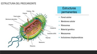 ESTRUCTURA DEL PROCARIONTE
 Pared celular
 Membrana celular
 Ribosomas
 Material genético
 Mesosomas
 Inclusiones citoplasmáticas
Citoplasma
Nucleoide (ADN)
Plásmido
Mesosoma
Ribosoma
Flagelos
Membrana plasmática
Pared celular
Cápsula
Fimbrias - Pilis
Estructuras
permanentes
 