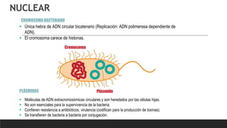NUCLEAR
Cromosoma
Plásmido
 Única hebra de ADN circular bicatenario (Replicación: ADN polimerasa dependiente de
ADN).
 El cromosoma carece de histonas.
CROMOSOMA BACTERIANO
 Moléculas de ADN extracromosómicas circulares y son heredados por las células hijas.
 No son esenciales para la supervivencia de la bacteria.
 Confieren resistencia a antibióticos, virulencia (codifican para la producción de toxinas).
 Se transfieren de bacteria a bacteria por conjugación.
PLÁSMIDOS
 