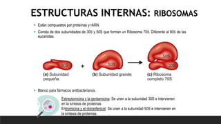ESTRUCTURAS INTERNAS: RIBOSOMAS
 Están compuestos por proteínas y rARN.
 Consta de dos subunidades de 30S y 50S que forman un Ribosoma 70S. Diferente al 80S de las
eucariotas.
 Blanco para fármacos antibacterianos.
Estreptomicina y la gentamicina: Se unen a la subunidad 30S e intervienen
en la síntesis de proteínas
Eritromicina y el cloranfenicol: Se unen a la subunidad 50S e intervienen en
la síntesis de proteínas
 