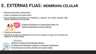 E. EXTERNAS FIJAS: MEMBRANA CELULAR
 Membrana plasmática, citoplasmática.
 Divide el citoplasma de la pared celular.
 Esta compuesta principalmente por fosfolípidos y proteínas. No contiene esteroles (Más
flexible comparada con la eucariota).
 Proteínas de transporte.
 Filamentos de actina que determinan la forma de la bacteria y el lugar de la formación del
tabique en la división celular.
Funciones
Barrera osmótica: Permeabilidad selectiva.
Sistemas de fosforilación oxidación y transporte de electrones.
Enzimas para la síntesis de lípidos de la pared celular.
1
2
3
El genero Mycoplasma no posee pared celular y la
membrana plasmática contiene esteroles.
 