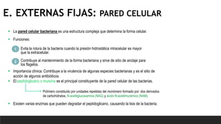  La pared celular bacteriana es una estructura compleja que determina la forma celular.
 Funciones:
 Importancia clínica: Contribuye a la virulencia de algunas especies bacterianas y es el sitio de
acción de algunos antibióticos.
 El peptidoglicano o mureína es el principal constituyente de la pared celular de las bacterias.
 Existen varias enzimas que pueden degradar el peptidoglicano, causando la lisis de la bacteria.
Evita la rotura de la bacteria cuando la presión hidrostática intracelular es mayor
que la extracelular.
1
2 Contribuye al mantenimiento de la forma bacteriana y sirve de sitio de anclaje para
los flagelos.
Polímero constituido por unidades repetidas del monómero formado por: dos derivados
de carbohidratos, N-acetilglucosamina (NAG) y ácido N-acetilmurámico (NAM)
E. EXTERNAS FIJAS: PARED CELULAR
 