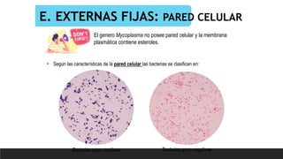 E. EXTERNAS FIJAS: PARED CELULAR
 Según las características de la pared celular las bacterias se clasifican en:
Bacterias gram positivas Bacterias gram negativas
El genero Mycoplasma no posee pared celular y la membrana
plasmática contiene esteroles.
 