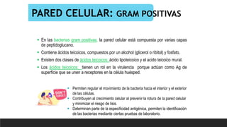 PARED CELULAR: GRAM POSITIVAS
 En las bacterias gram positivas, la pared celular está compuesta por varias capas
de peptidoglucano.
 Contiene ácidos teicoicos, compuestos por un alcohol (glicerol o ribitol) y fosfato.
 Existen dos clases de ácidos teicoicos: ácido lipoteicoico y el acido teicoico mural.
 Los ácidos teicoicos: tienen un rol en la virulencia porque actúan como Ag de
superficie que se unen a receptores en la célula huésped.
 Permiten regular el movimiento de la bacteria hacia el interior y el exterior
de las células.
 Contribuyen al crecimiento celular al prevenir la rotura de la pared celular
y minimizar el riesgo de lisis.
 Determinan parte de la especificidad antigénica, permiten la identificación
de las bacterias mediante ciertas pruebas de laboratorio.
 