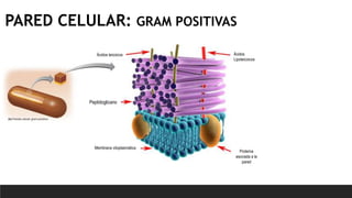 PARED CELULAR: GRAM POSITIVAS
Ácidos teicoicos Ácidos
Lipoteicoicos
Proteína
asociada a la
pared
Membrana citoplasmática
Peptidoglicano
 