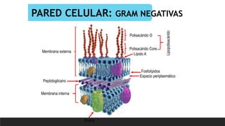 PARED CELULAR: GRAM NEGATIVAS
Porina
Porina
Espacio periplasmático
Fosfolípidos
Lípido A
Membrana externa
Peptidoglicano
Membrana interna
Polisacárido O
Polisacárido Core
Lipopolisacárido
 