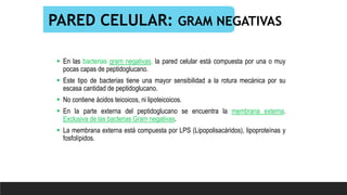 PARED CELULAR: GRAM NEGATIVAS
 En las bacterias gram negativas, la pared celular está compuesta por una o muy
pocas capas de peptidoglucano.
 Este tipo de bacterias tiene una mayor sensibilidad a la rotura mecánica por su
escasa cantidad de peptidoglucano.
 No contiene ácidos teicoicos, ni lipoteicoicos.
 En la parte externa del peptidoglucano se encuentra la membrana externa.
Exclusiva de las bacterias Gram negativas.
 La membrana externa está compuesta por LPS (Lipopolisacáridos), lipoproteínas y
fosfolípidos.
 