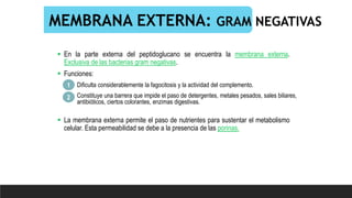 MEMBRANA EXTERNA: GRAM NEGATIVAS
 En la parte externa del peptidoglucano se encuentra la membrana externa.
Exclusiva de las bacterias gram negativas.
 Funciones:
 La membrana externa permite el paso de nutrientes para sustentar el metabolismo
celular. Esta permeabilidad se debe a la presencia de las porinas.
Dificulta considerablemente la fagocitosis y la actividad del complemento.
1
2 Constituye una barrera que impide el paso de detergentes, metales pesados, sales biliares,
antibióticos, ciertos colorantes, enzimas digestivas.
 