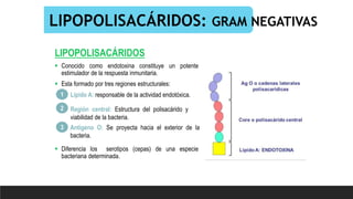 LIPOPOLISACÁRIDOS: GRAM NEGATIVAS
LIPOPOLISACÁRIDOS
 Conocido como endotoxina constituye un potente
estimulador de la respuesta inmunitaria.
 Esta formado por tres regiones estructurales:
 Diferencia los serotipos (cepas) de una especie
bacteriana determinada.
Antígeno O: Se proyecta hacia el exterior de la
bacteria.
1
2
3
Lípido A: responsable de la actividad endotóxica.
Región central: Estructura del polisacárido y
viabilidad de la bacteria.
 