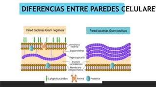DIFERENCIAS ENTRE PAREDES CELULARES
Pared bacterias Gram negativas Pared bacterias Gram positivas
 