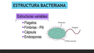ESTRUCTURA BACTERIANA
Estructuras variables
Flagelos
Fimbrias - Pili
Cápsula
Endosporas
 