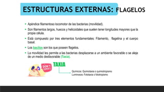 ESTRUCTURAS EXTERNAS: FLAGELOS
 Apéndice filamentoso locomotor de las bacterias (movilidad).
 Son filamentos largos, huecos y helicoidales que suelen tener longitudes mayores que la
propia célula.
 Está compuesto por tres elementos fundamentales: Filamento, flagelina y el cuerpo
basal.
 Los bacilos son los que poseen flagelos.
 La movilidad les permite a las bacterias desplazarse a un ambiente favorable o se aleje
de un medio desfavorable (Taxia).
Químicos: Quimiotaxia o quimiotropismo
Luminosos: Fototaxia o fototropismo
TAXIA
 