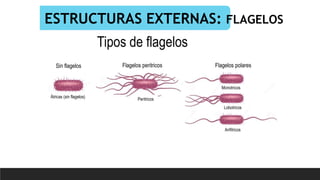 ESTRUCTURAS EXTERNAS: FLAGELOS
Átricas (sin flagelos)
Flagelos peritricos Flagelos polares
Sin flagelos
Peritricos
Monotricos
Lobotricos
Anfitricos
Tipos de flagelos
 