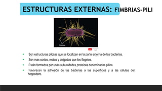 ESTRUCTURAS EXTERNAS: FIMBRIAS-PILI
 Son estructuras pilosas que se localizan en la parte externa de las bacterias.
 Son mas cortas, rectas y delgadas que los flagelos.
 Están formados por unas subunidades proteicas denominadas pilina.
 Favorecen la adhesión de las bacterias a las superficies y a las células del
hospedero.
 