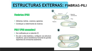ESTRUCTURAS EXTERNAS: FIMBRIAS-PILI
Fimbrias (Pili)
 Adhesinas, lectinas , evasinas y agresinas.
 Constituyen un determinante de virulencia.
Pili F (Pili sexuales)
 Son codificados por un plásmido (F)
 Se unen a otras bacterias y configuran una estructura
tubuliforme para la transferencia horizontal de grandes
segmentos de cromosomas bacterianos.
a
b
 