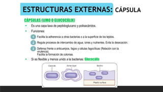 ESTRUCTURAS EXTERNAS: CÁPSULA
CÁPSULAS (LIMO O GLUCOCÁLIX)
 Es una capa laxa de peptidoglucano y polisacáridos.
 Funciones:
Facilita la adherencia a otras bacterias o a la superficie de los tejidos.
1
2 Regula procesos de intercambio de agua, iones y nutrientes. Evita la desecación.
3 Defensa frente a anticuerpos, fagos y células fagocíticas (Relación con la
virulencia).
Facilita la formación de colonias.
 Si es flexible y menos unido a la bacterias: Glucocálix
 