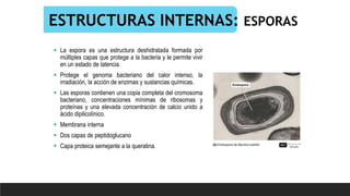ESTRUCTURAS INTERNAS: ESPORAS
 La espora es una estructura deshidratada formada por
múltiples capas que protege a la bacteria y le permite vivir
en un estado de latencia.
 Protege el genoma bacteriano del calor intenso, la
irradiación, la acción de enzimas y sustancias químicas.
 Las esporas contienen una copia completa del cromosoma
bacteriano, concentraciones mínimas de ribosomas y
proteínas y una elevada concentración de calcio unido a
ácido dipilicolínico.
 Membrana interna
 Dos capas de peptidoglucano
 Capa proteica semejante a la queratina.
 